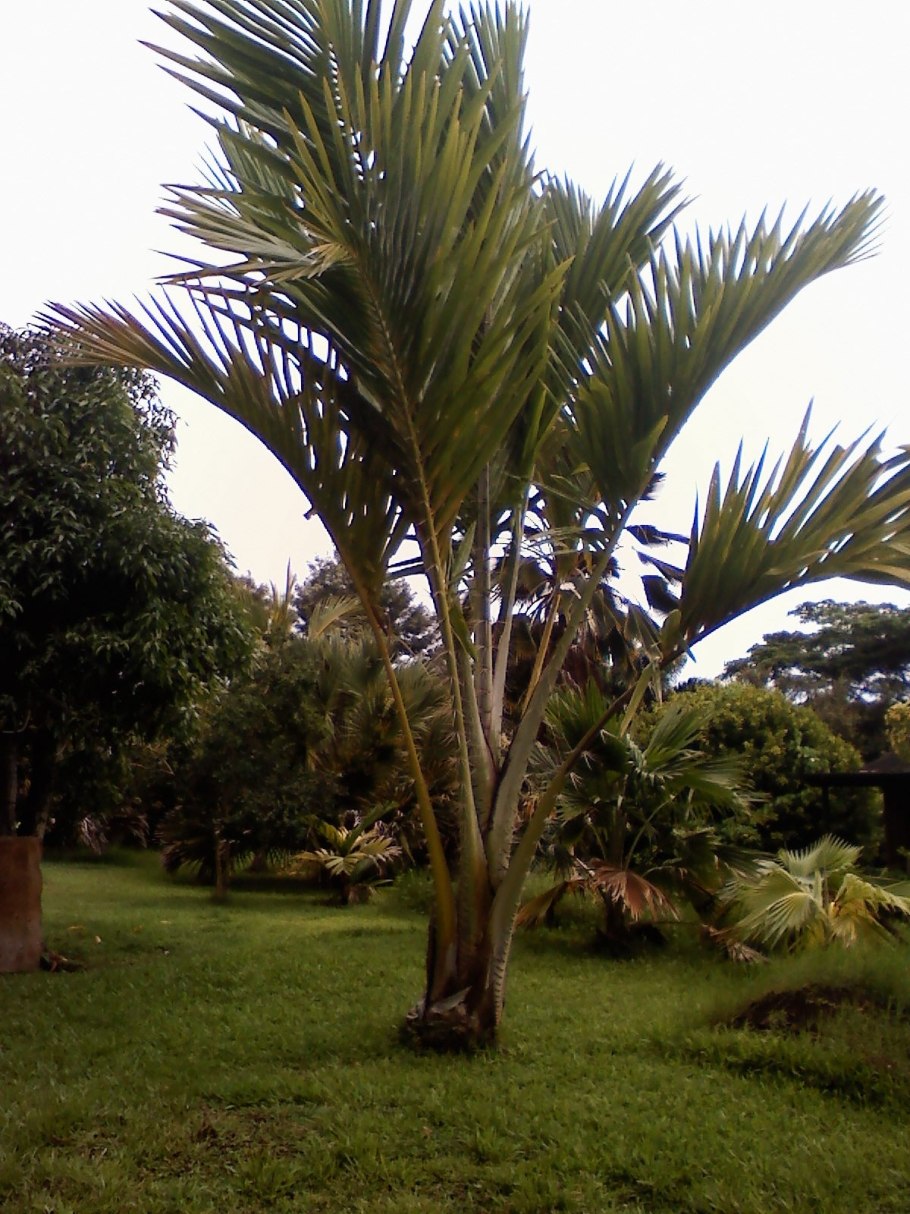 Пальма метроксилон