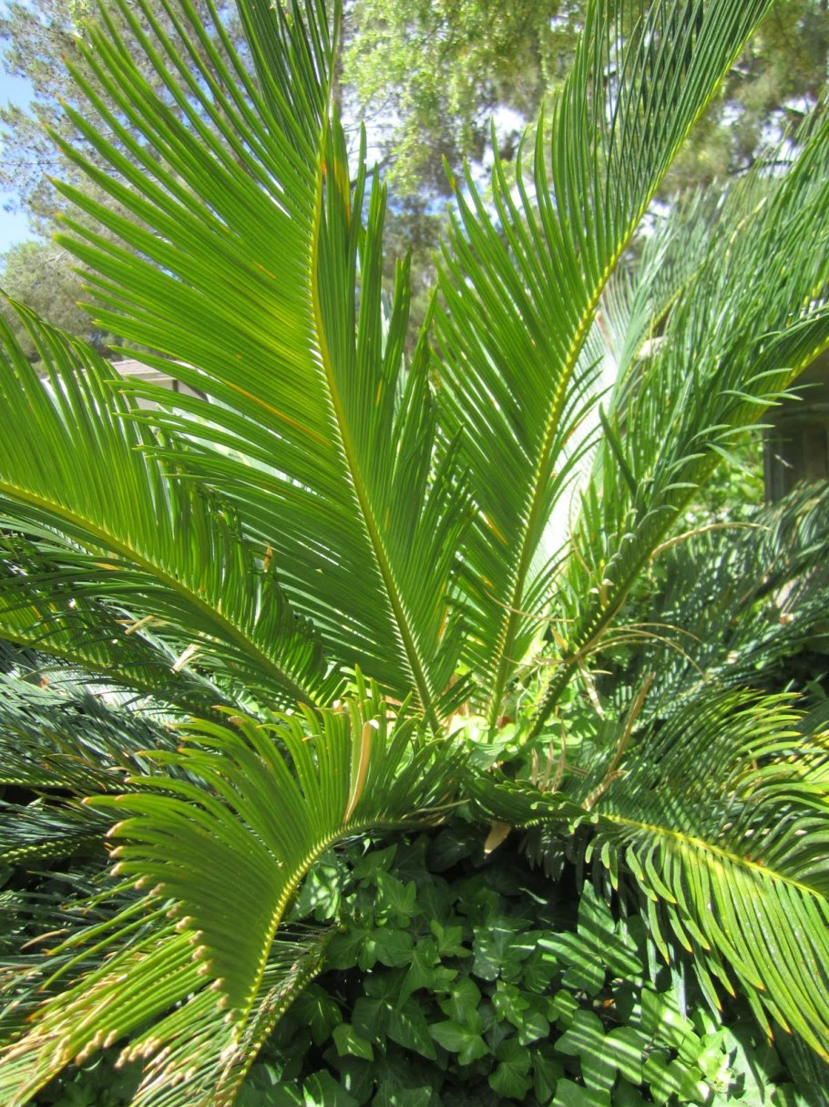 Metroxylon саговая пальма