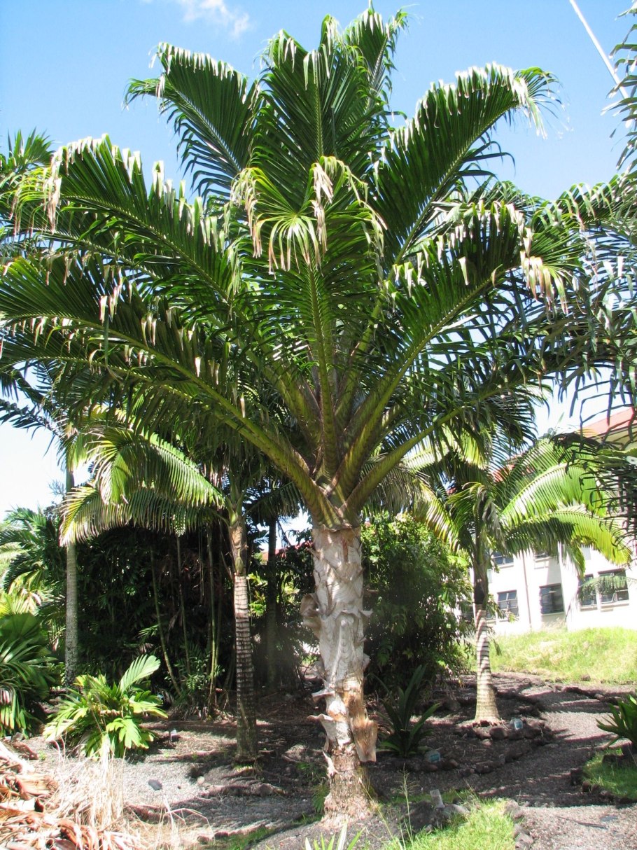 Цветки Metroxylon