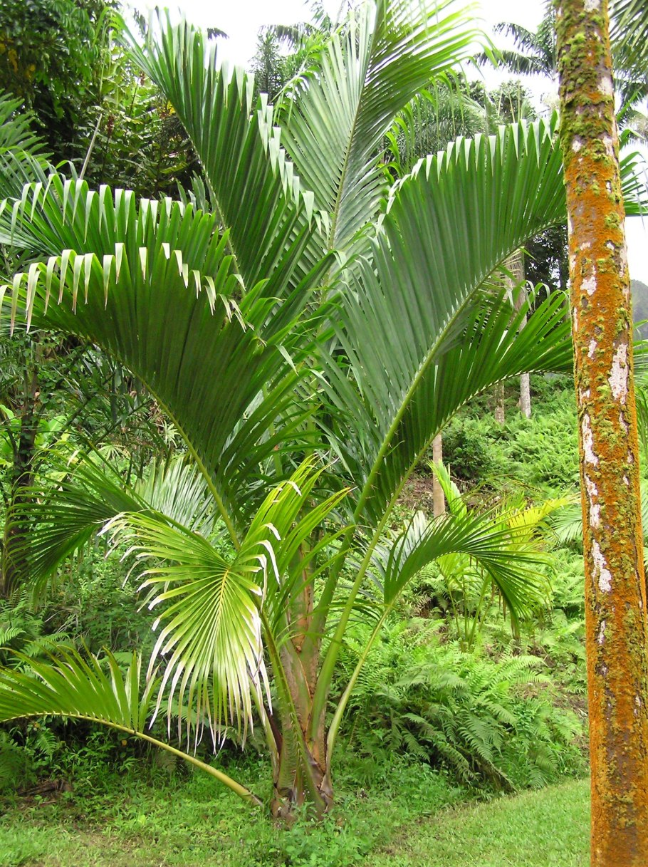 Растения монокарпики