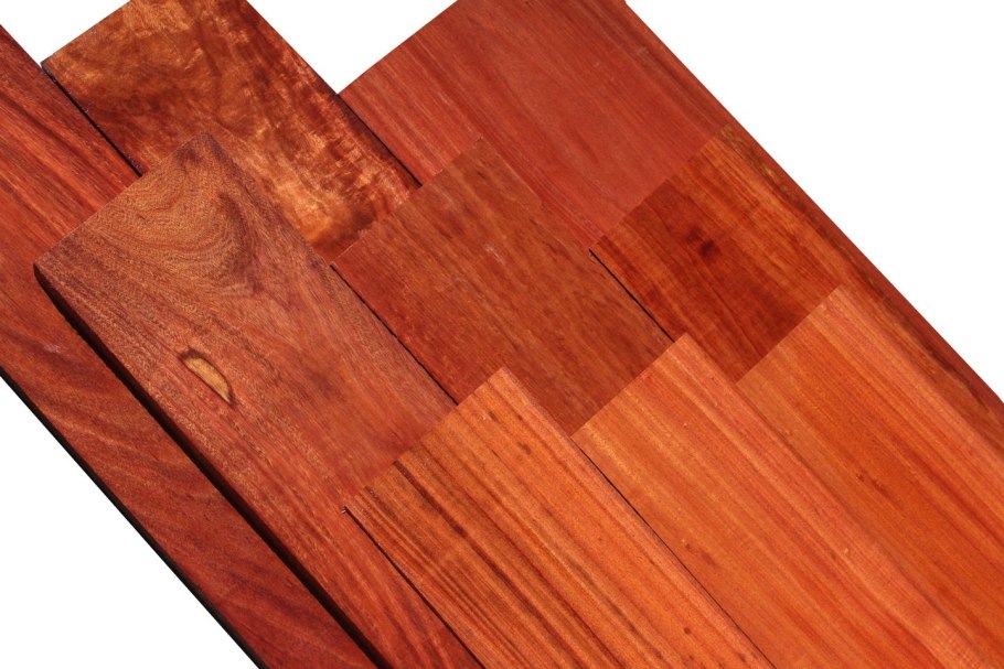 Саговник цветение