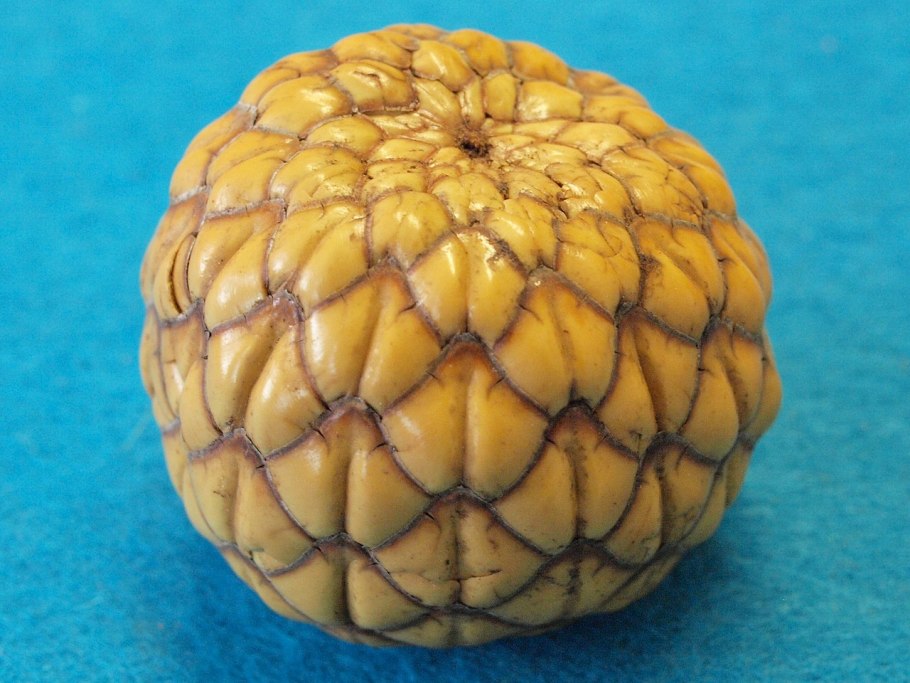 Фрукт ананас