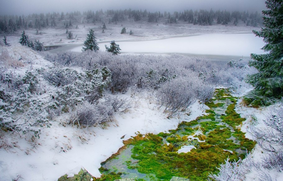 Весенний мох