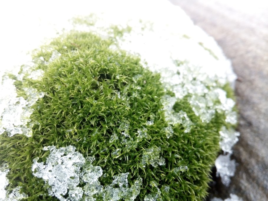 Мхи зимуют?