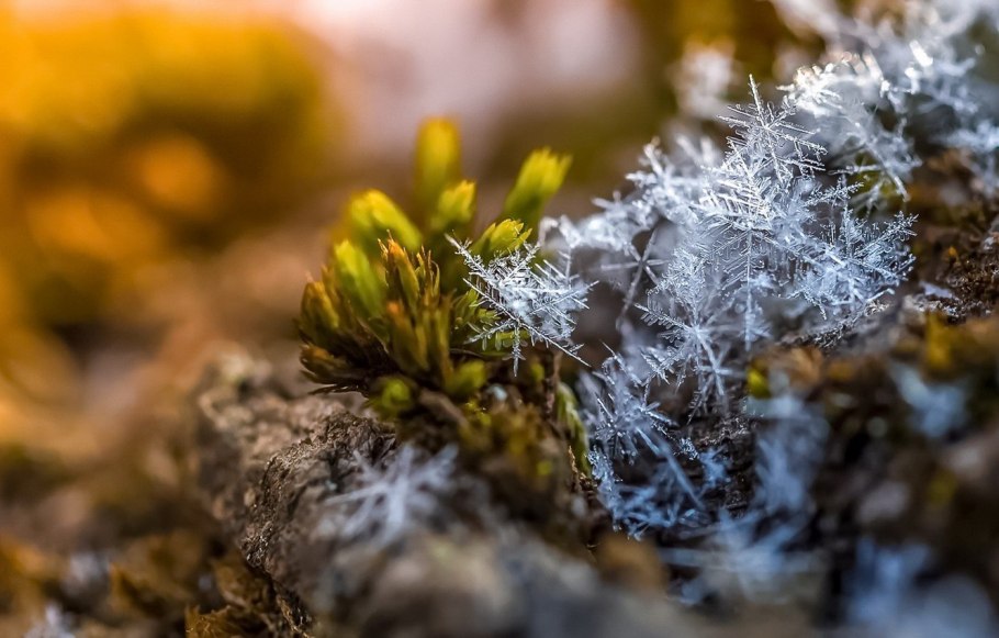 Лишайники зимой на деревьях