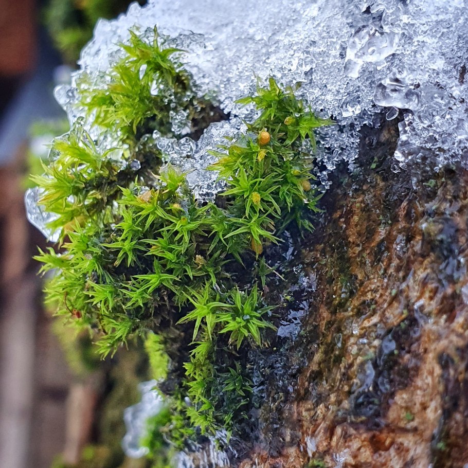 Мох ягель цветет