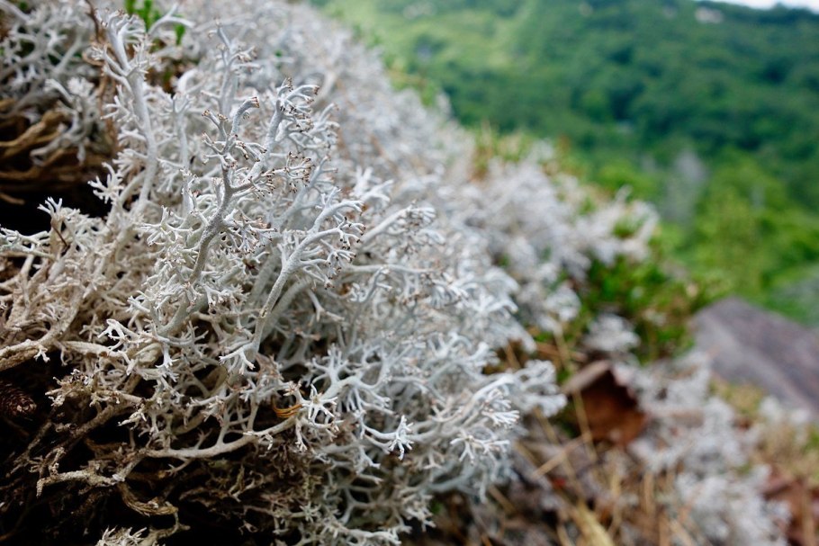 Арктическая тундра растения Арктика