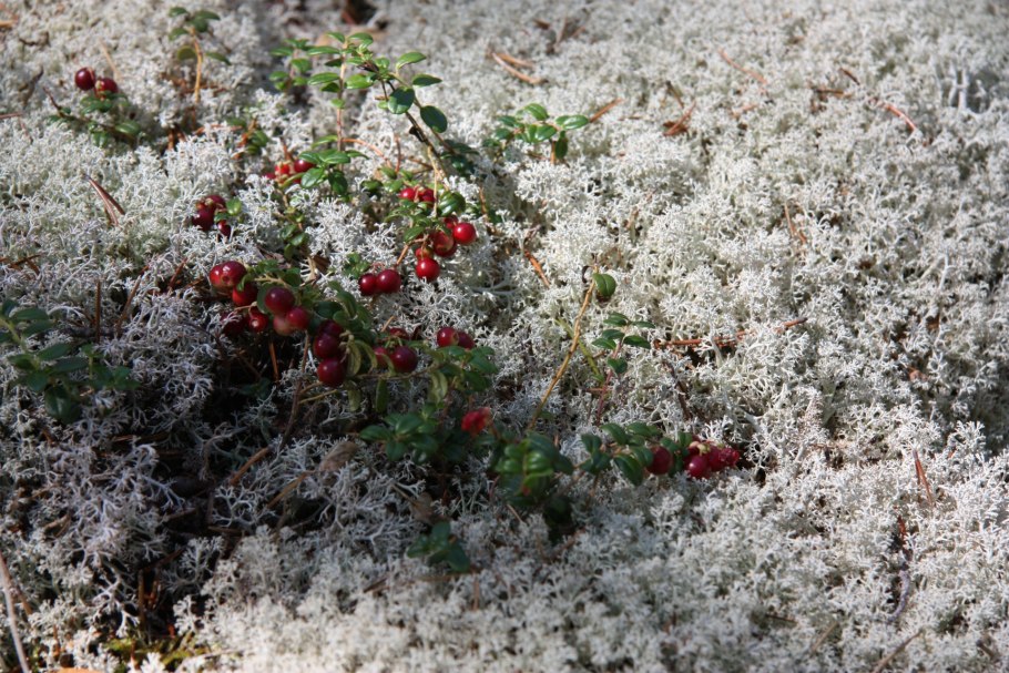 Клюква Дикая