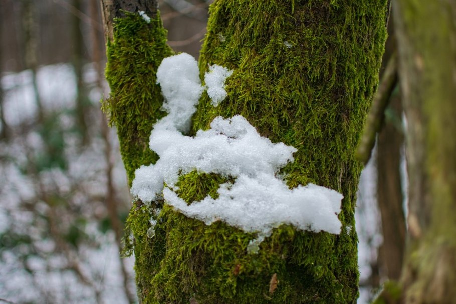 Снежный мох