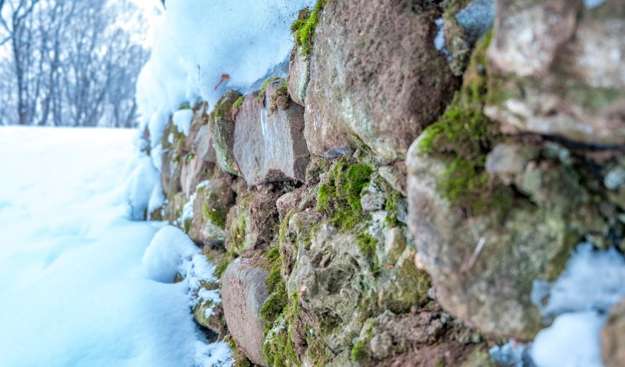 Ягель зимой