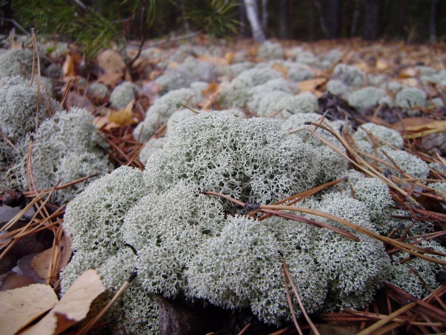 Снежный мох