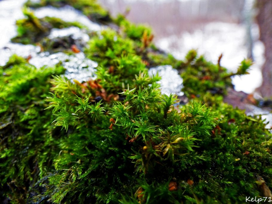 Сфагнум зимой