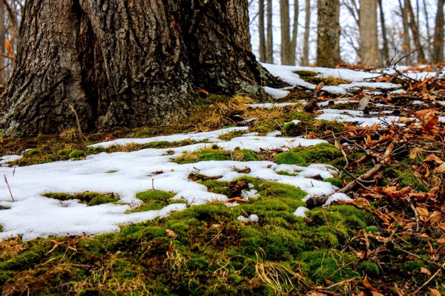 Мох зимой в лесу