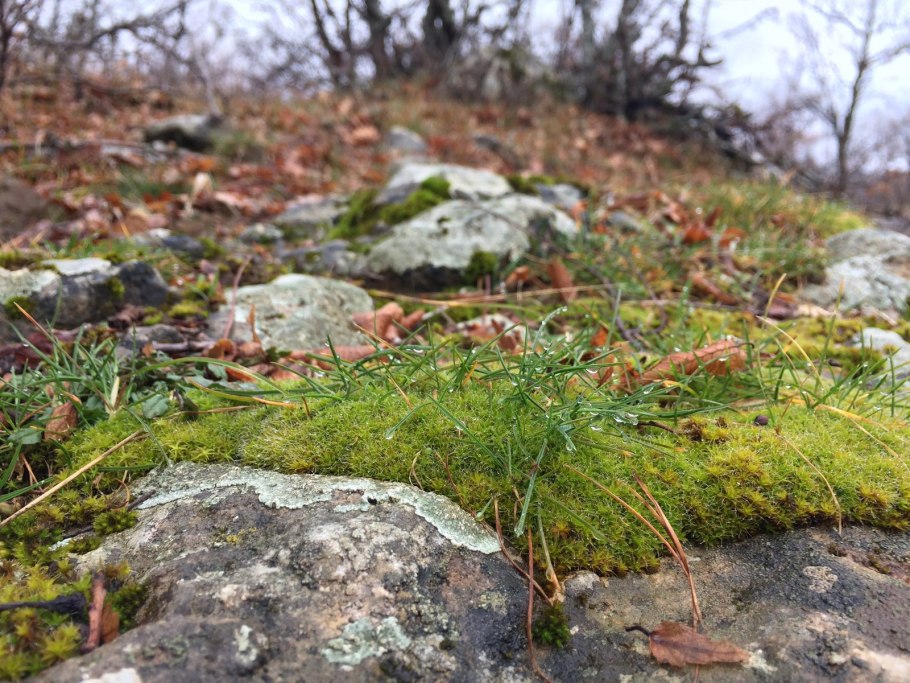 Тортула мох