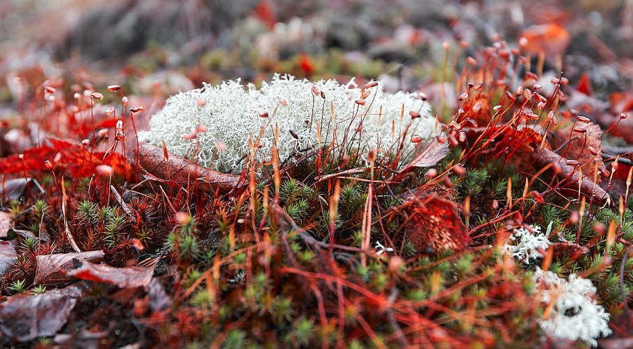 Мончегорск тундра ягель