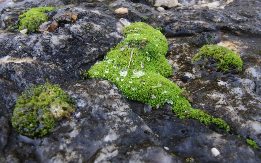 Мох лишайник