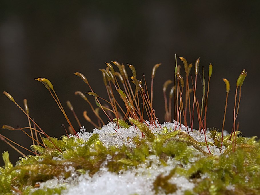 Таймырский заповедник лишайники
