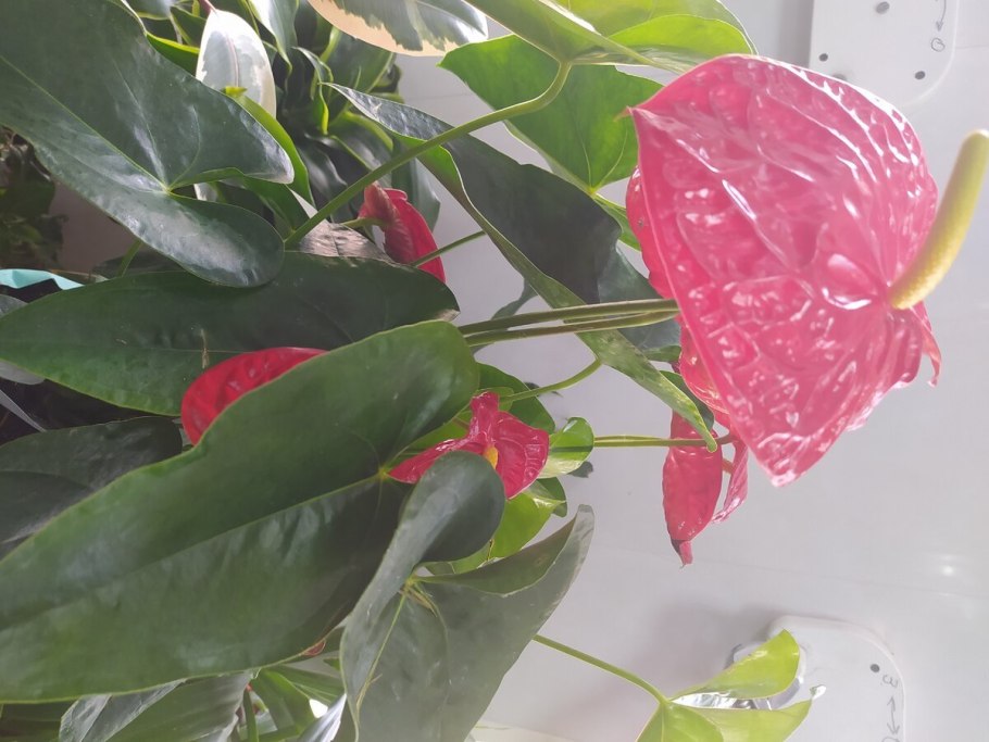 Антуриум Андре