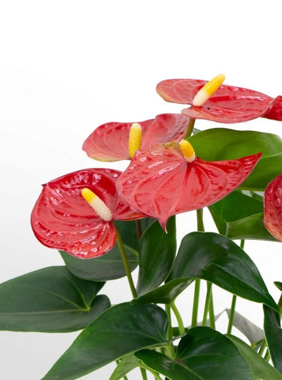 Антуриум андрианум микс