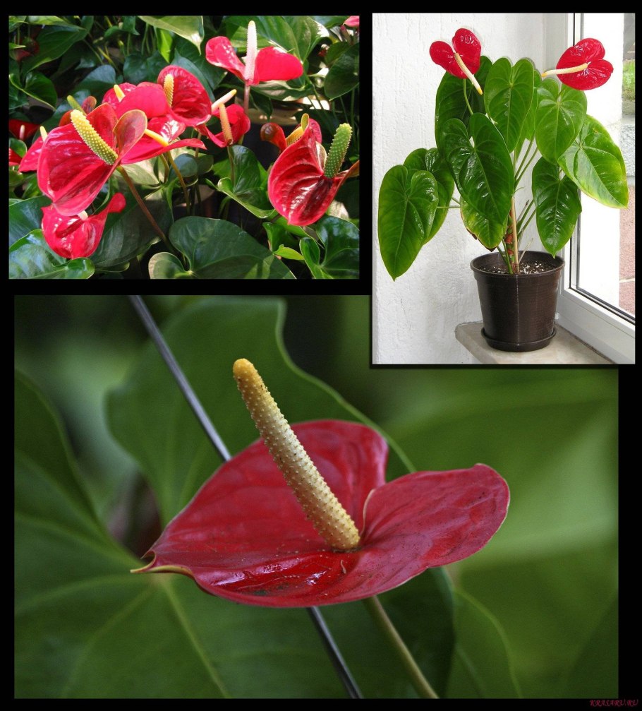 Цветок антуриум