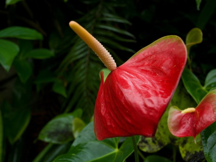 Антуриум казанова