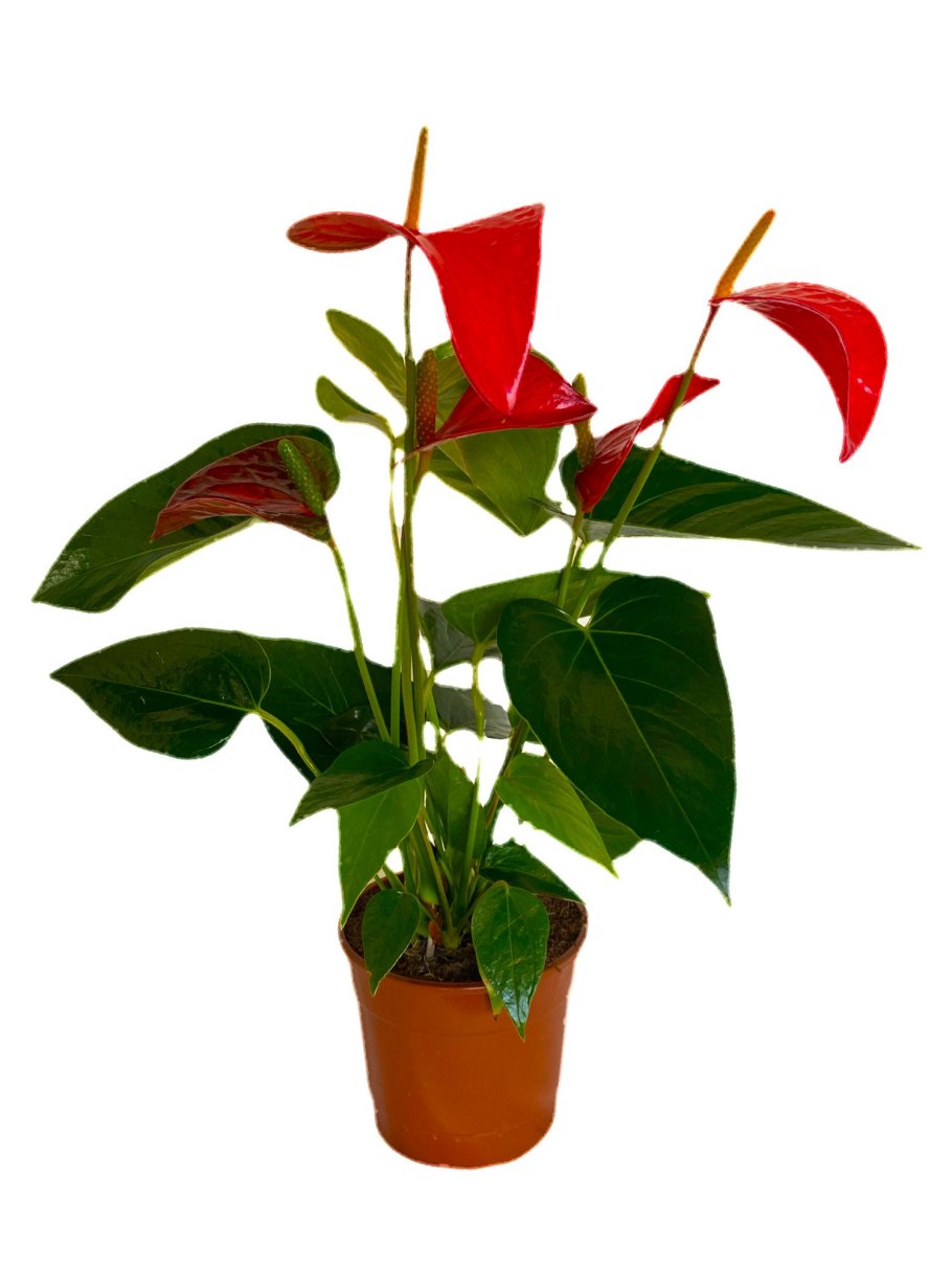 Антуриум оранж цветок