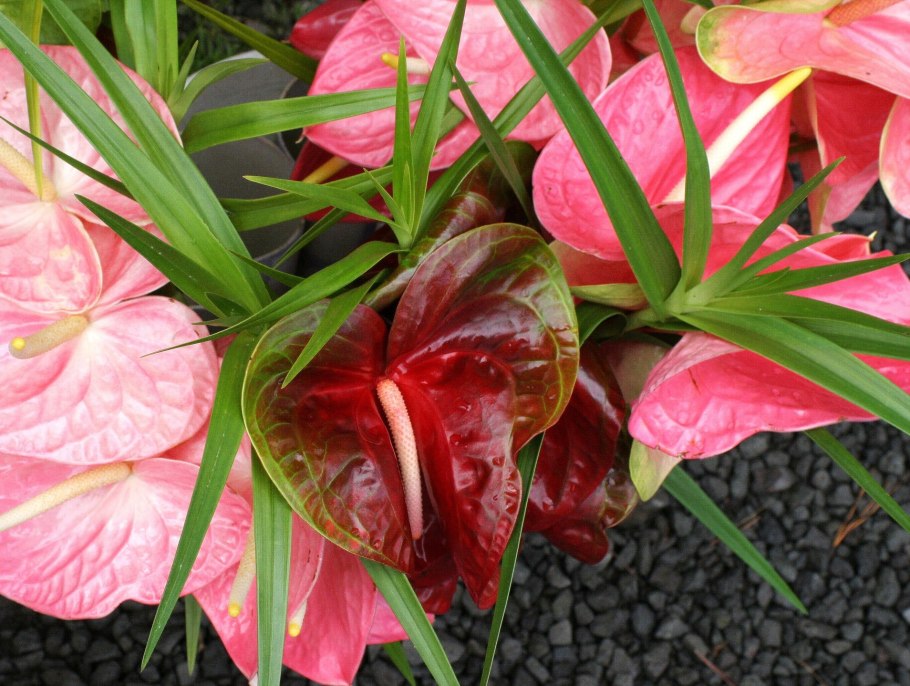 Антуриум красный