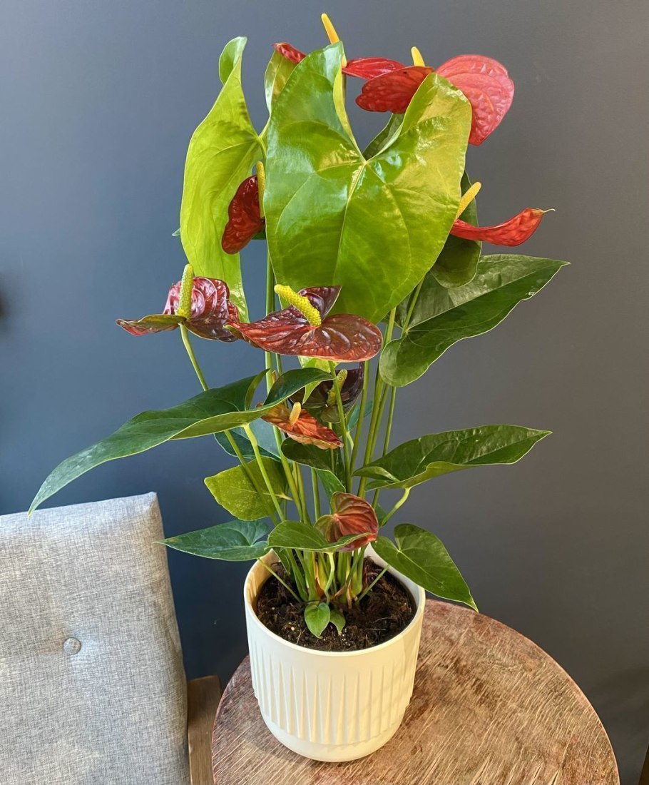 Антуриум эрроу