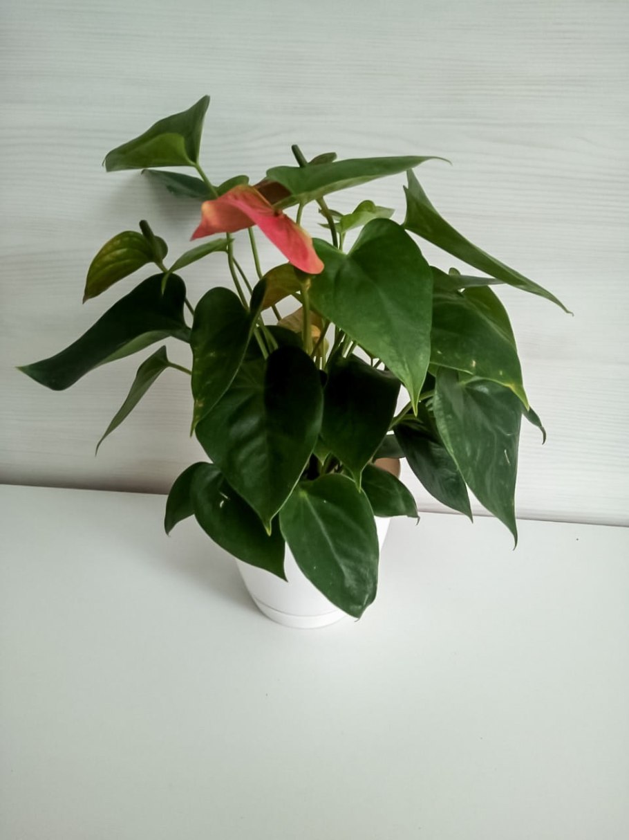 Антуриум габриэлла