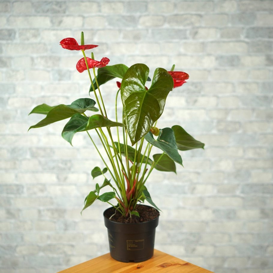 Комнатные цветы антуриум