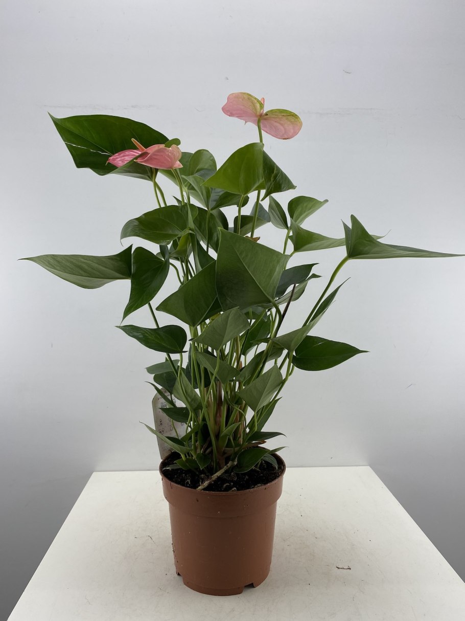 Антуриум андре