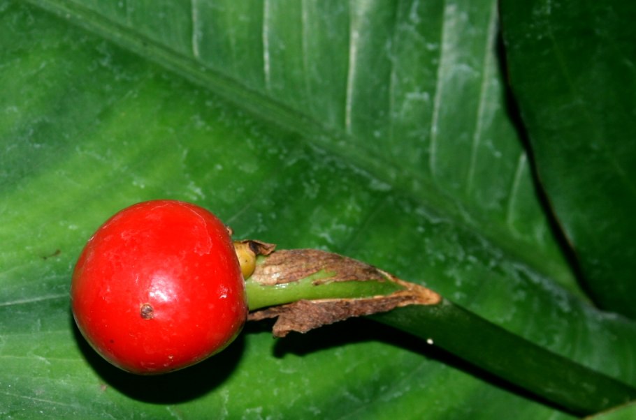 Anthurium bakeri