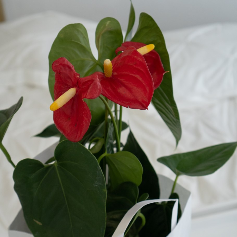 Антуриум ред коралл