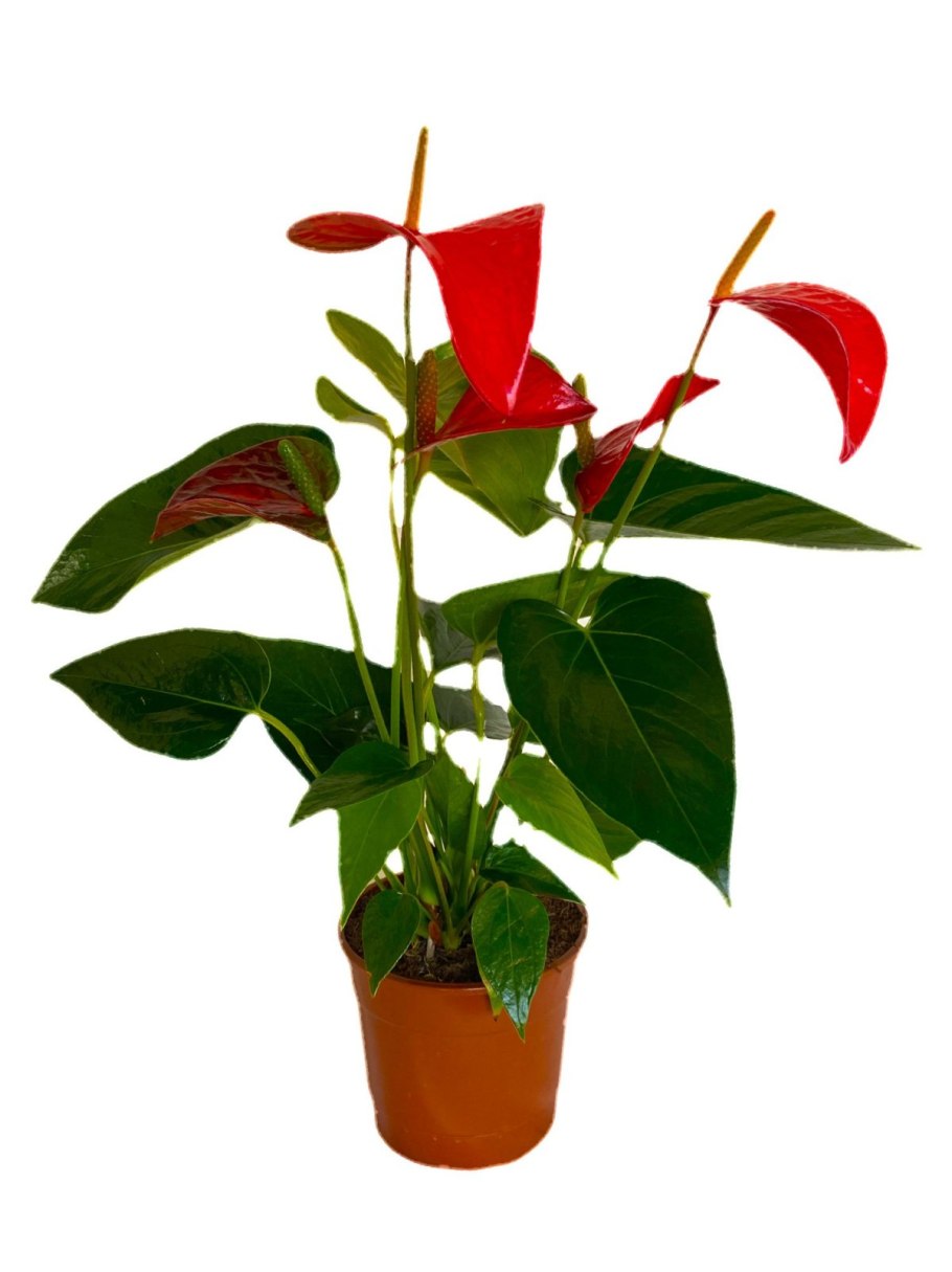 Антуриум андре красный