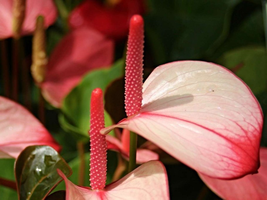 Антуриум арроу