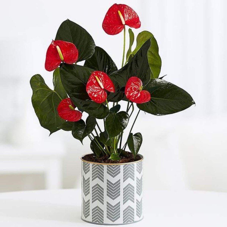 Антуриум андрианум красный d-12