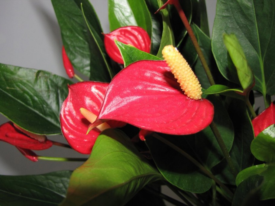 Антуриум Лиана