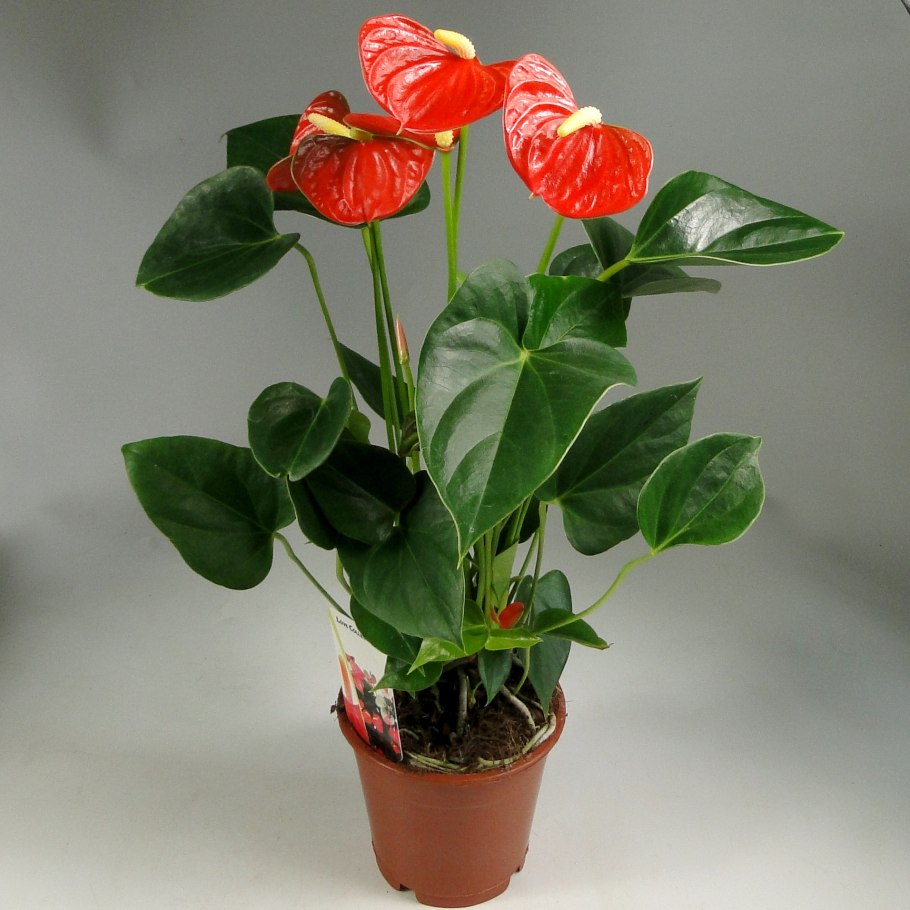 Антуриум андре оранжевый