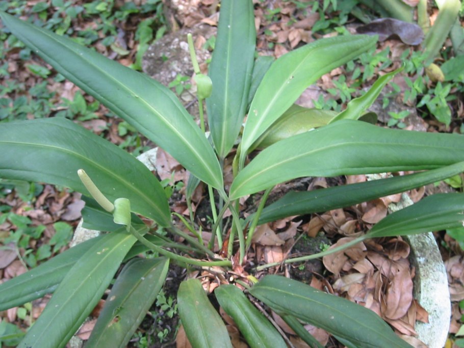 Антуриум Bakeri