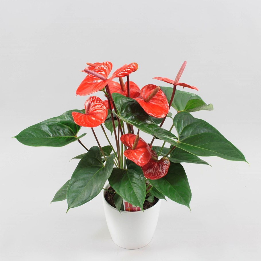 Антуриум андрианум карма ред