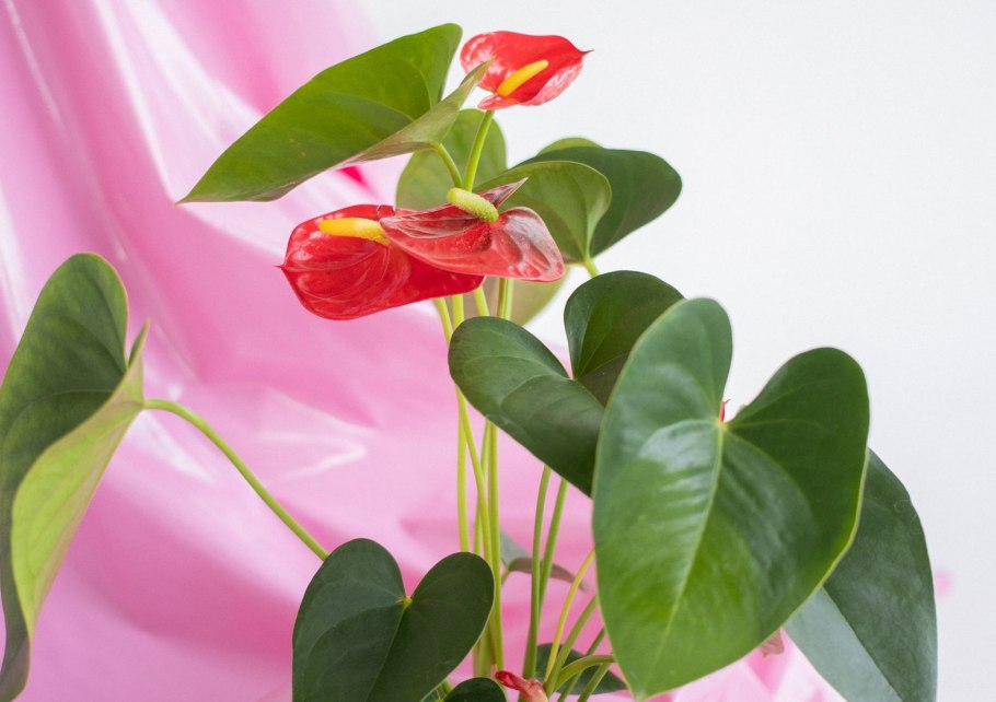 Комнатный цветок красный антуриум