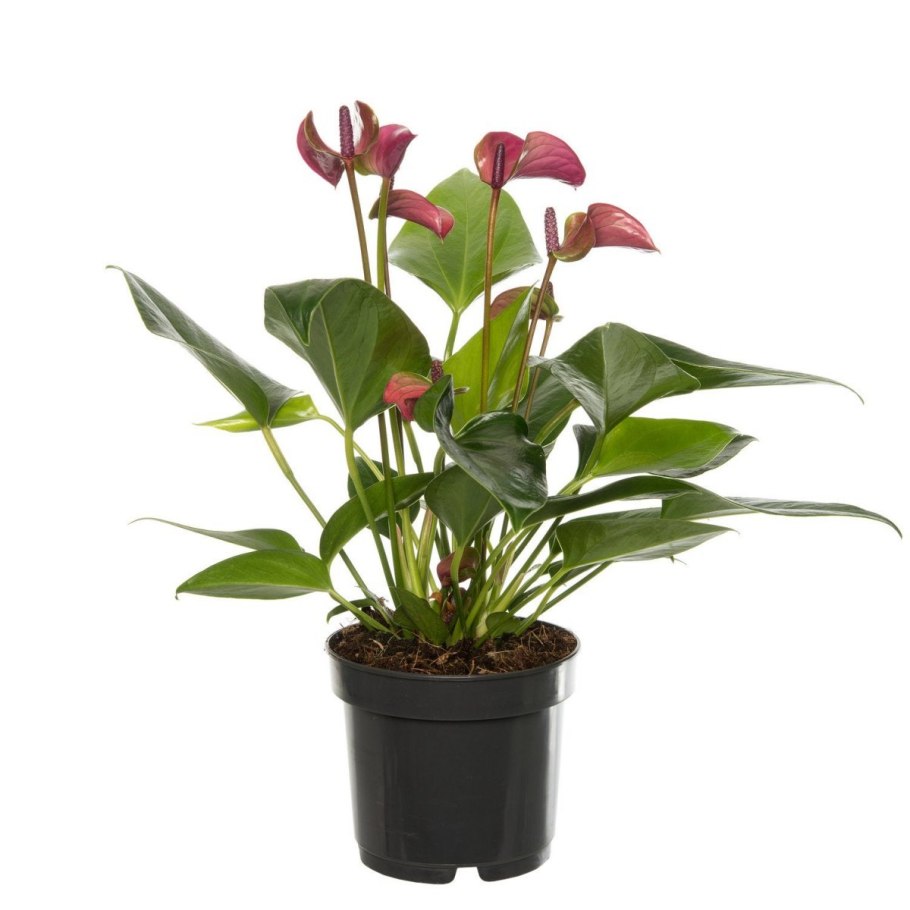 Спатифиллум и Антуриум