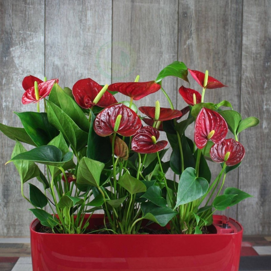 Антуриум многоцветковый