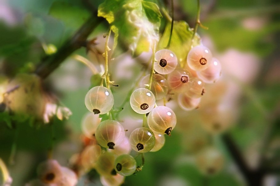 Неспелая красная смородина