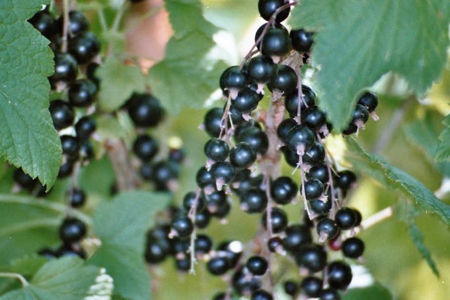 Смородина черная - ribes nigrum l.