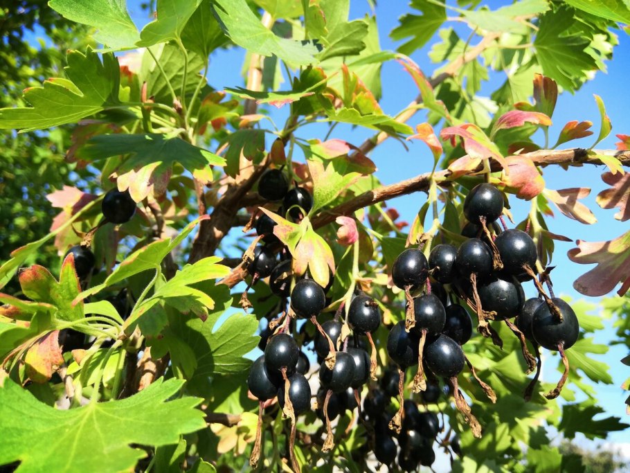 Смородина йошта дикая