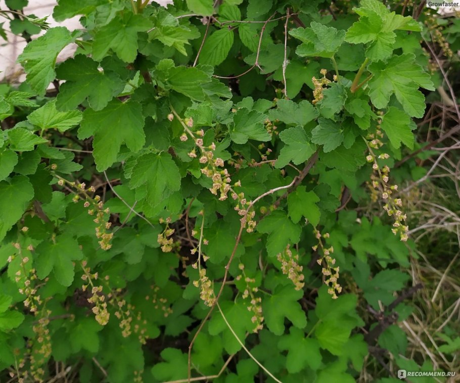 Смородина железистая