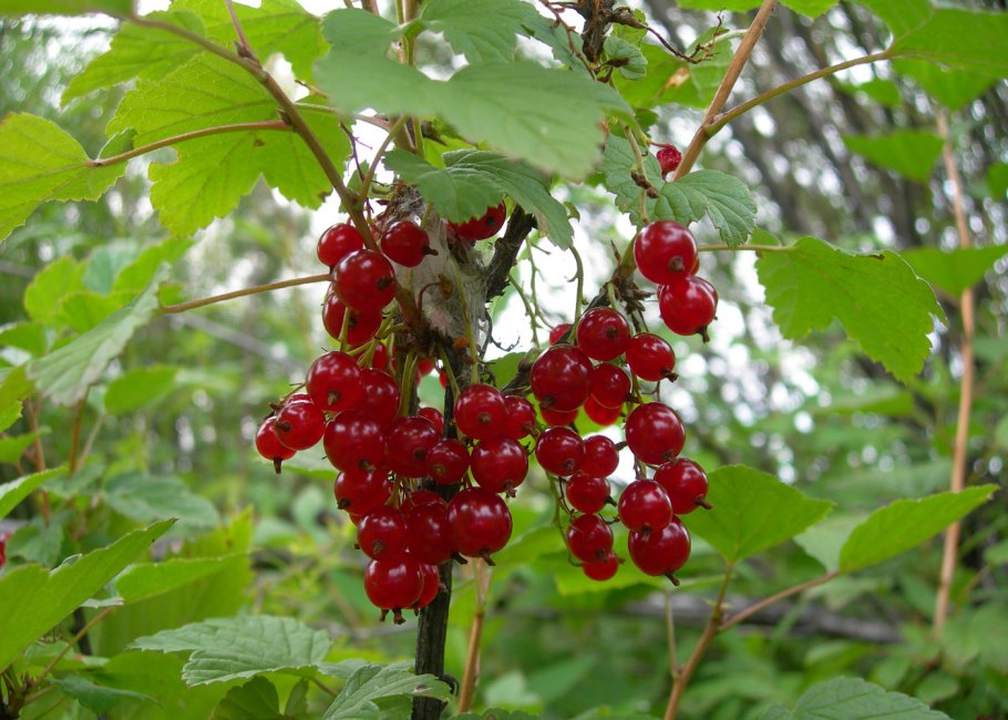 Ribes spicatum Robson