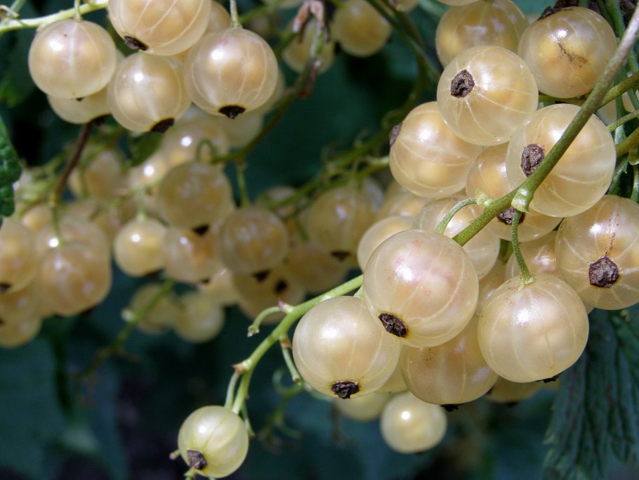 Смородина версальская