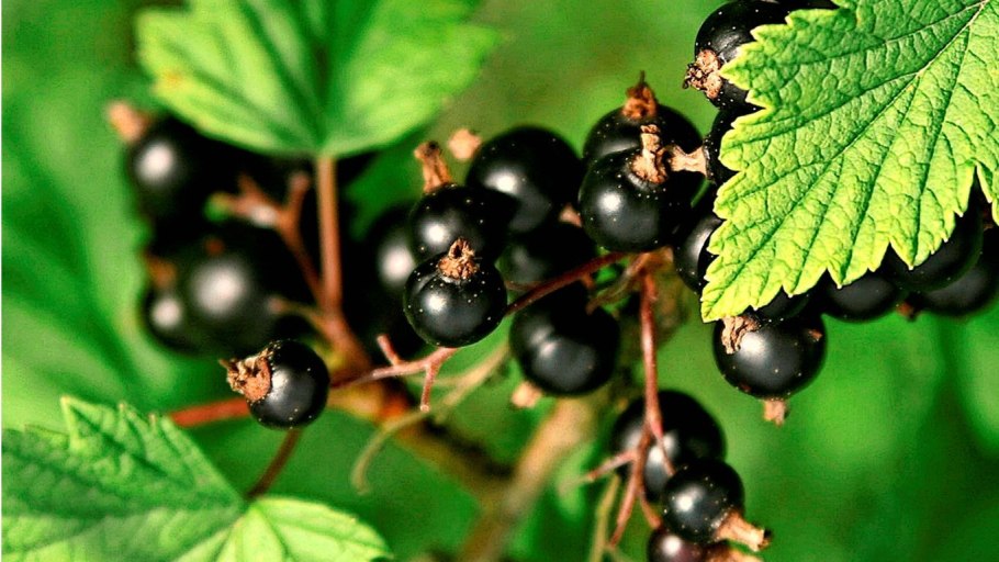 Смородина черная – ribes nigrum